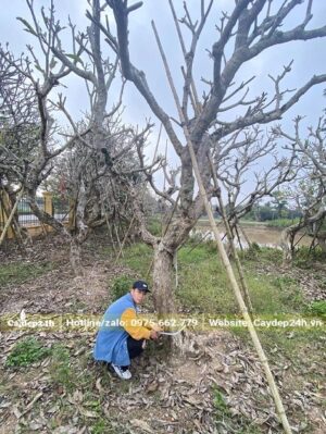 Đại công trình gốc lớn 30cm, cao 4 - 5m