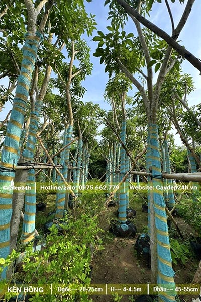 Kèn Hồng dâm ủ, có cuốn thân kỹ càng