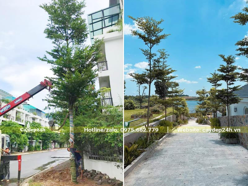 Dự án trồng cây Bàng Đài Loan cho khu đô thị 