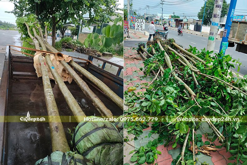 Vận chuyển Giáng Hương lâu năm đến vị trí trồng bằng xe kéo