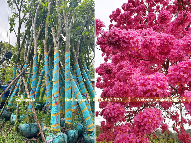 Bán cây hoa Kèn Hồng đã dâm ủ kỹ, vanh 60 - 70