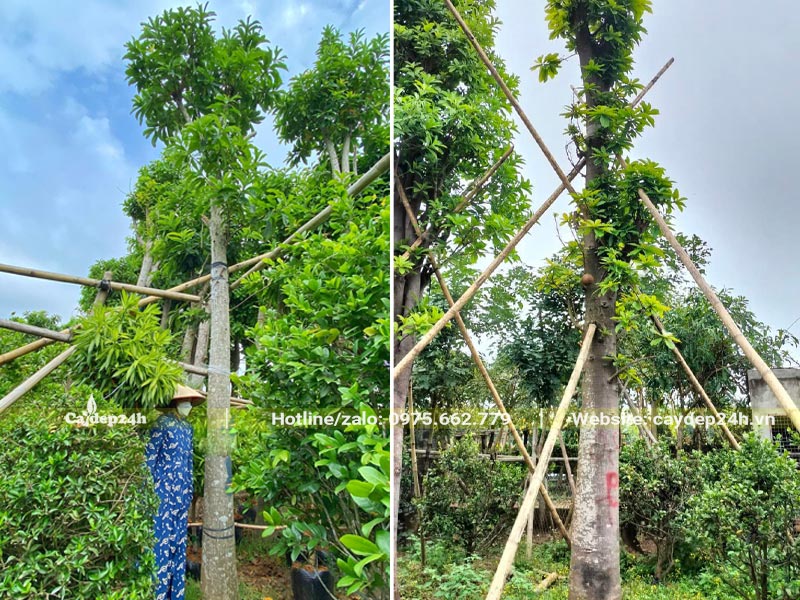 Vườn cây hoa Sala công trình đk gốc từ 30 - 40cm