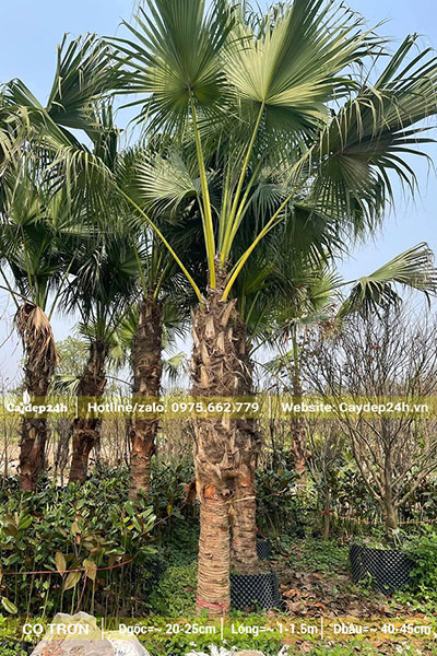 Đánh thẳng Cọ Trơn lóng thân 1,2 - 1,5m