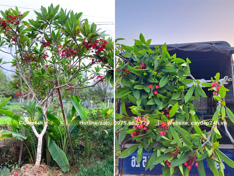 Bứng nóng cây hoa Đại đỏ và xếp lên thùng xe tải