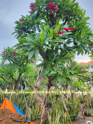 Cây Sứ Đại hoa đỏ dâm ủ đang ra hoa
