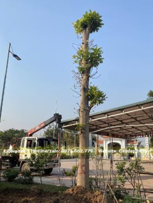 Trồng cây Sa La thân cột đã dâm ủ kỹ