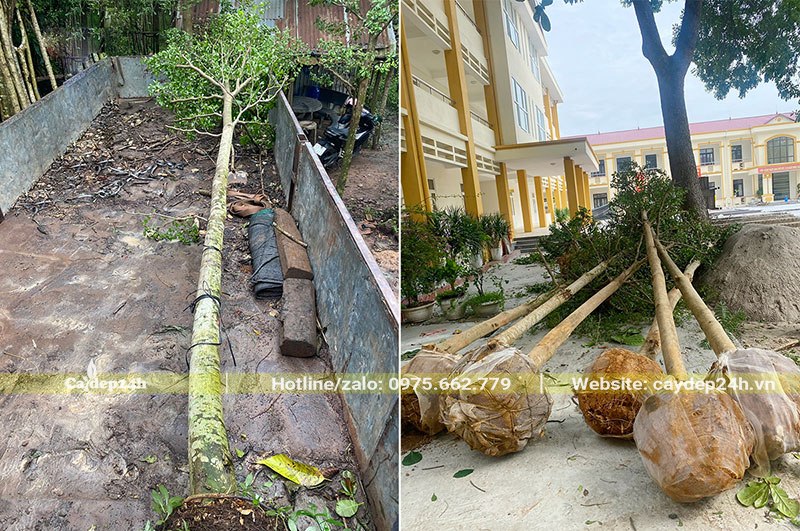 Trồng gần 20 cây Bàng Đài Loan tại trường tiểu học