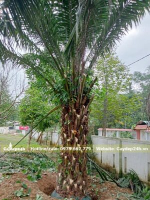 Trồng cây Cọ Dầu trên đường phố