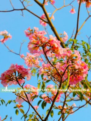 Cành hoa kèn hồng khoe sắc khi hè đến