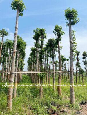 Toàn bộ tay cành của cây Tha la được đốn tỉa trước khi dâm ủ