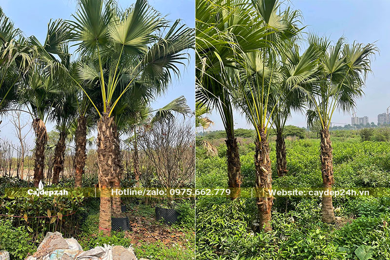 Vườn Cọ Dầu đánh thẳng đường kính gốc 20 - 30cm
