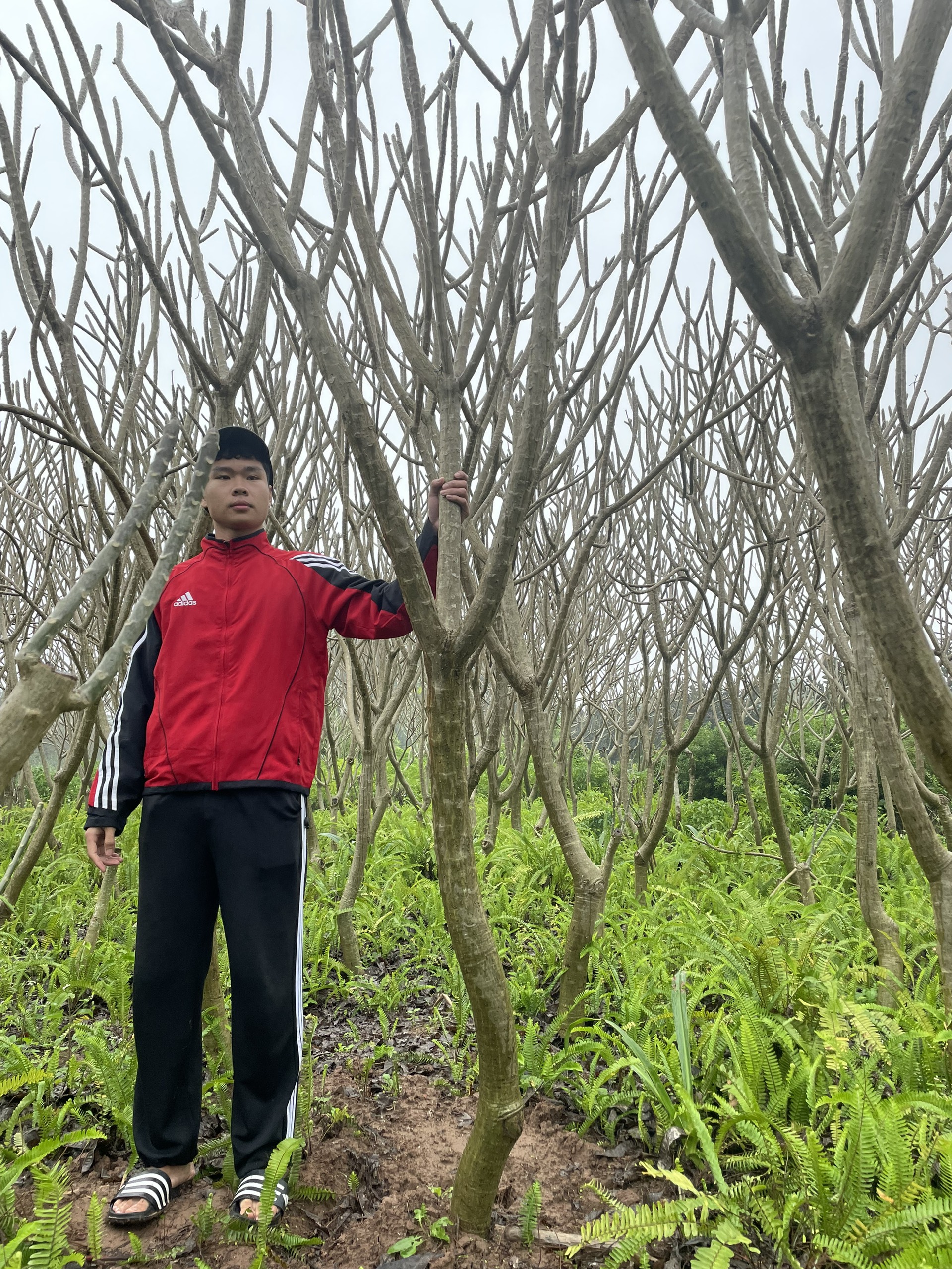 Cây Đại Hoa Đỏ Đẹp