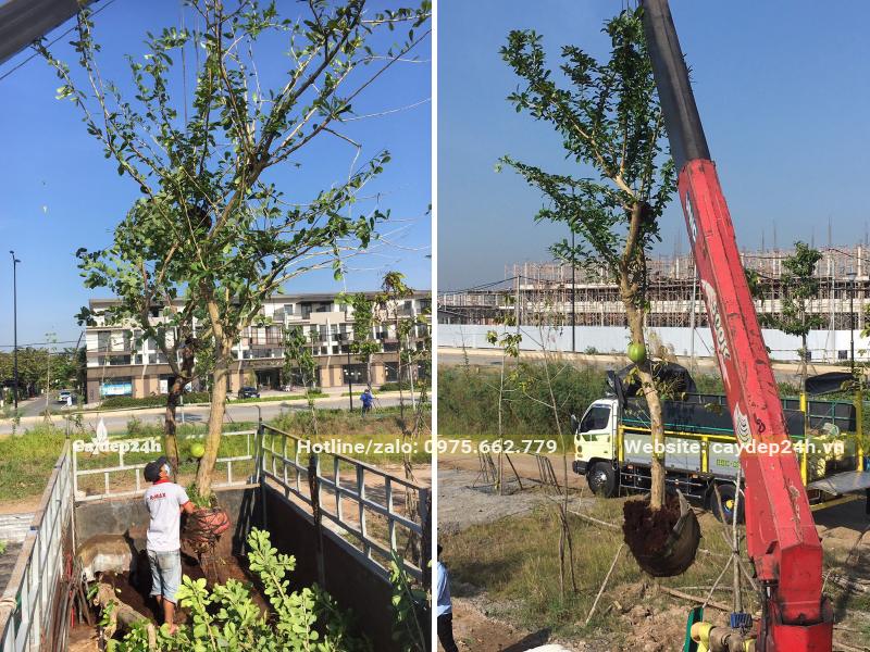 Công nhân đang chuyển cây Đào Tiên từ thùng xe xuống vị trí trồng