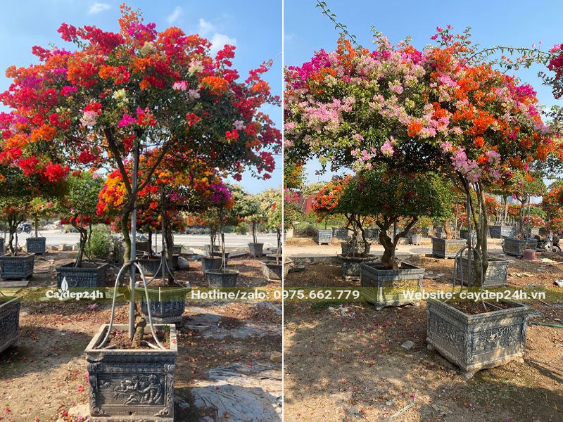 Những chậu hoa Giấy đã tạo sẵn dáng, khỏe mạnh, ra hoa quanh năm