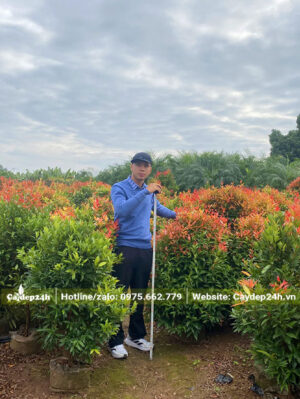 Vườn Hồng Lộc cao 1m, tán rộng