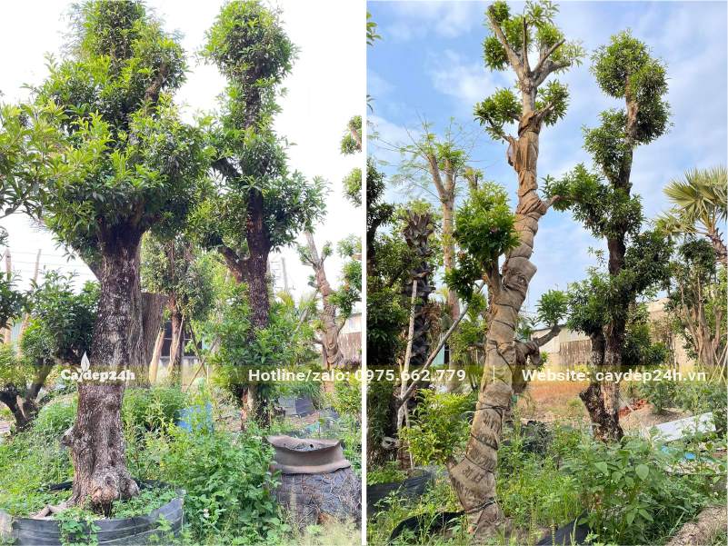 Hồng Xiêm dâm ủ bầu nổi, đường kính thân 25 - 30 đo cách gốc 1m
