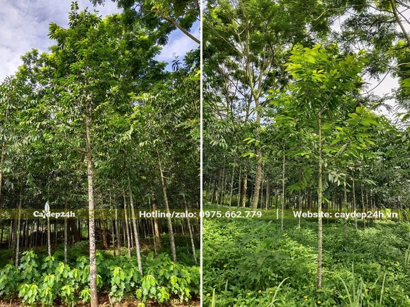 Cây Kim Giao canh tác trên đất đồi