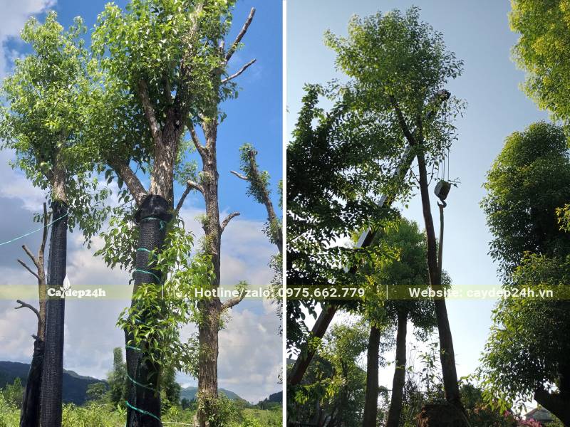 Di chuyển cây Long Não công trình cao 5m từ xe xuống hố trồng