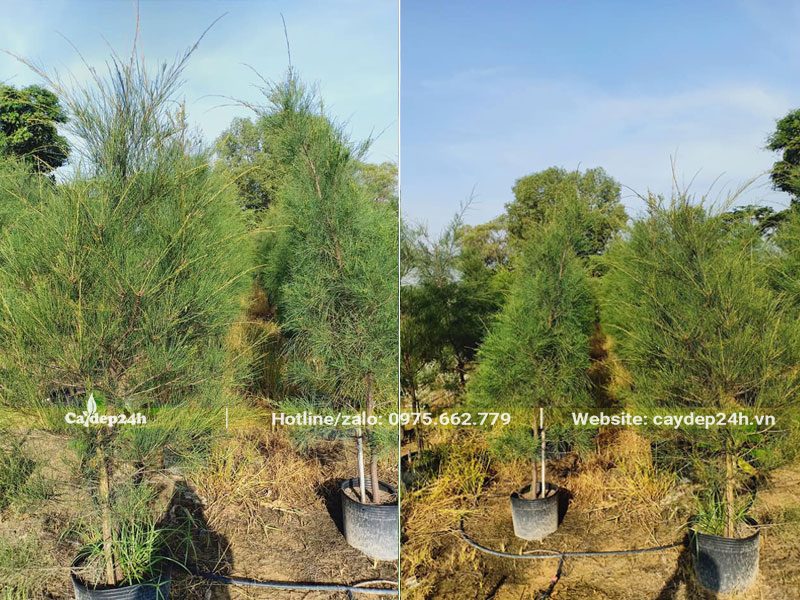 Những chậu cây Phi Lao dưỡng lâu năm, tỉa tán hình tháp đẹp