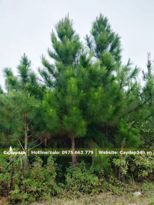 Rừng trồng thông caribe chưa tỉa thưa, cây cao từ 2 - 3m