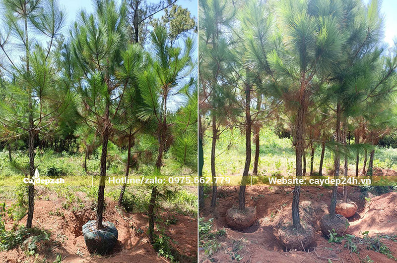 Bứng bầu cây Thông Caribe công trình cao 2,5m với đk gốc 7 - 10cm