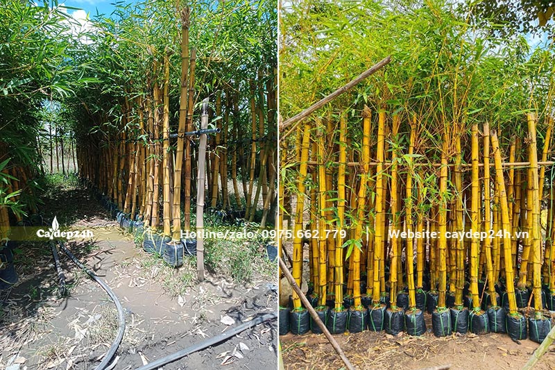 Cây Tre Vàng cao 2m, đường kính 5 - 7cm