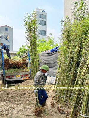 Công nhân đang bốc dỡ cây Trúc Quân Tử từ trên xe tải xuống
