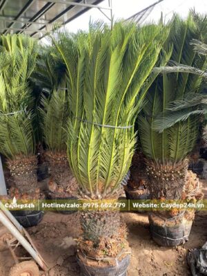 Vạn Tuế dâm ủ, thân cao 40 - 50cm