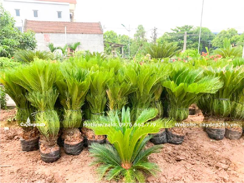 Hàng chục cây Vạn Tuế đẹp đã đánh bầu, bó cành lá