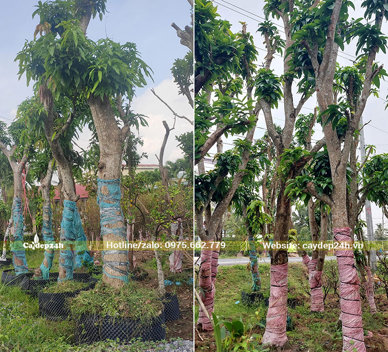 Vườn dâm ủ cây Xoài cổ thụ trong bầu nổi