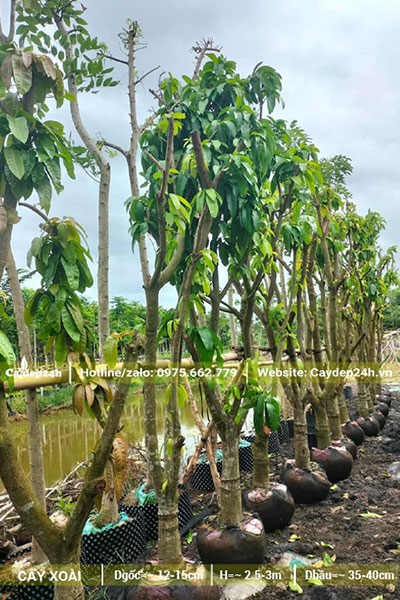 Dựng cây Xoài đã dâm ủ thành hàng, buộc cọc chắc chắn