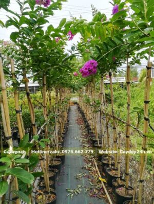 Những hàng Bằng Lăng trồng và chăm sóc từ nhỏ, cây cao khoảng gần 3m, đang ra hoa