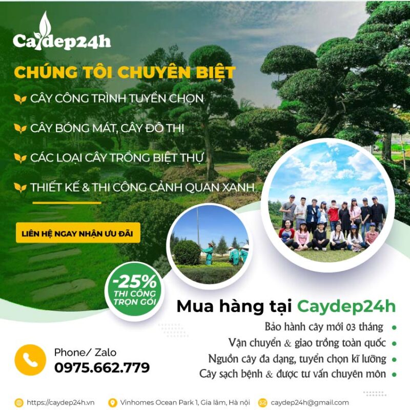 Banner cây công trình home