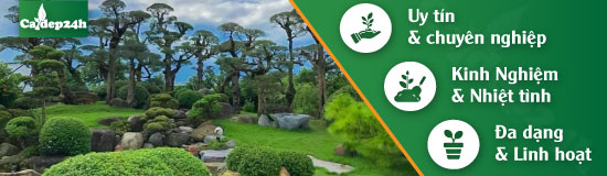 Dịch vụ cây xanh chuyên nghiệp, trọn gói từ a-z