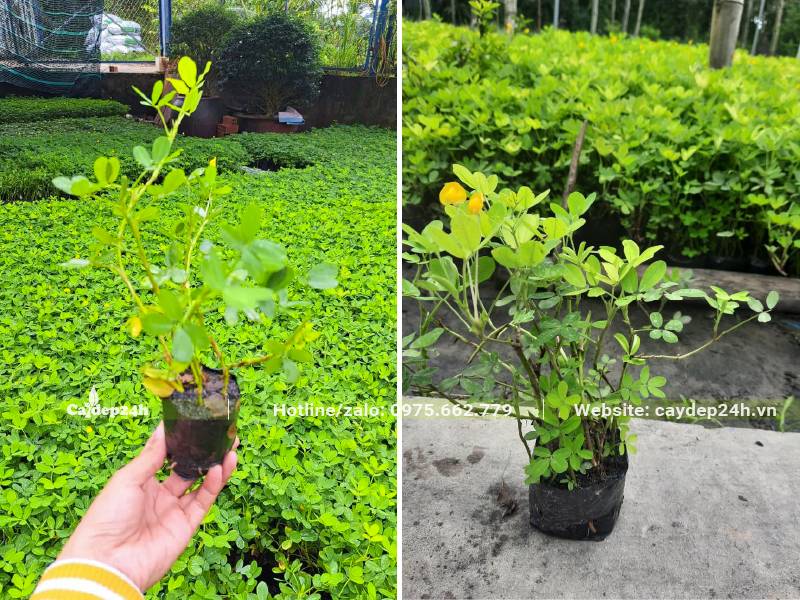 Vườn cây Cỏ Lạc trồng sẵn trong bầu, chiều cao khoảng 15 - 20cm