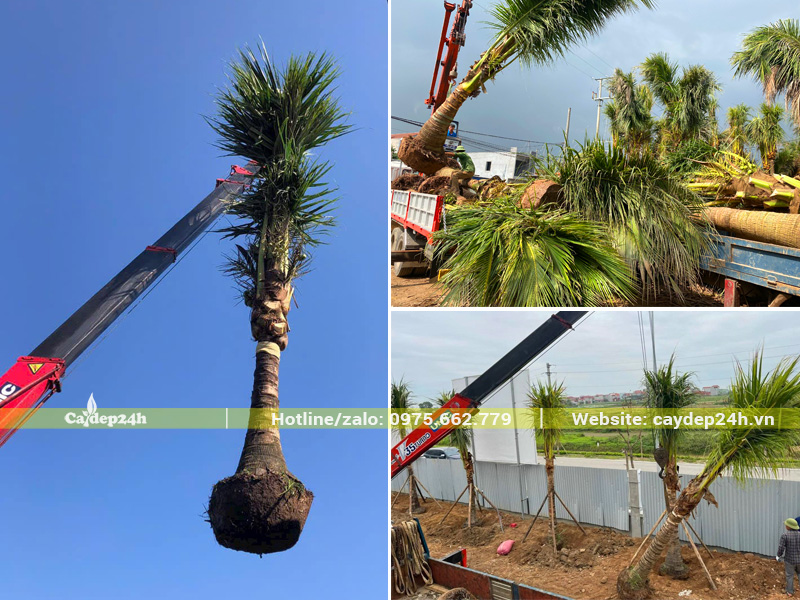 Cẩu cây dừa công trình và thi công trồng tận nơi tại Hải Phòng