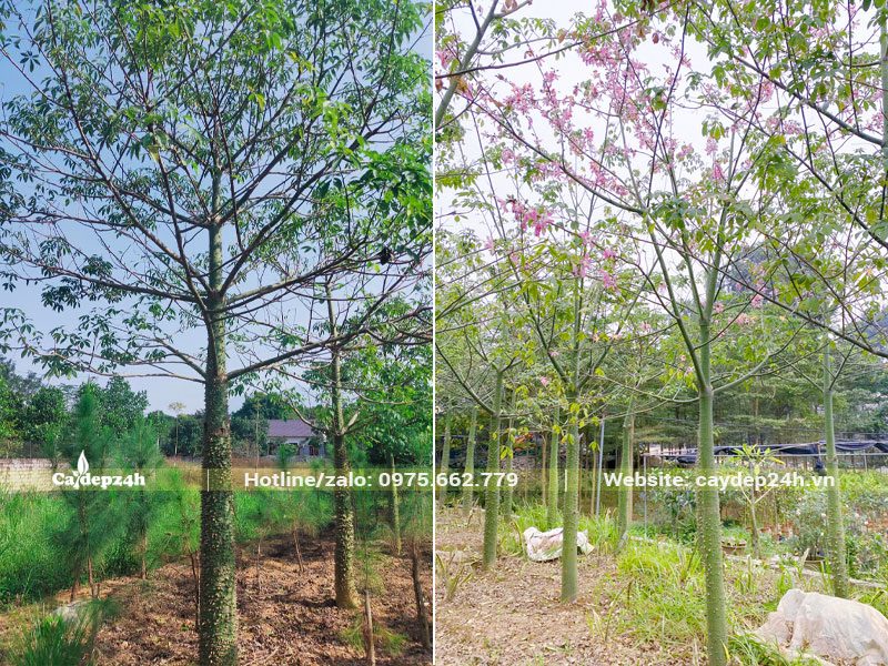 Vườn trồng cây hoa Mỹ Nhân số lượng lớn, cây đã trưởng thành, cho hoa nhiều năm