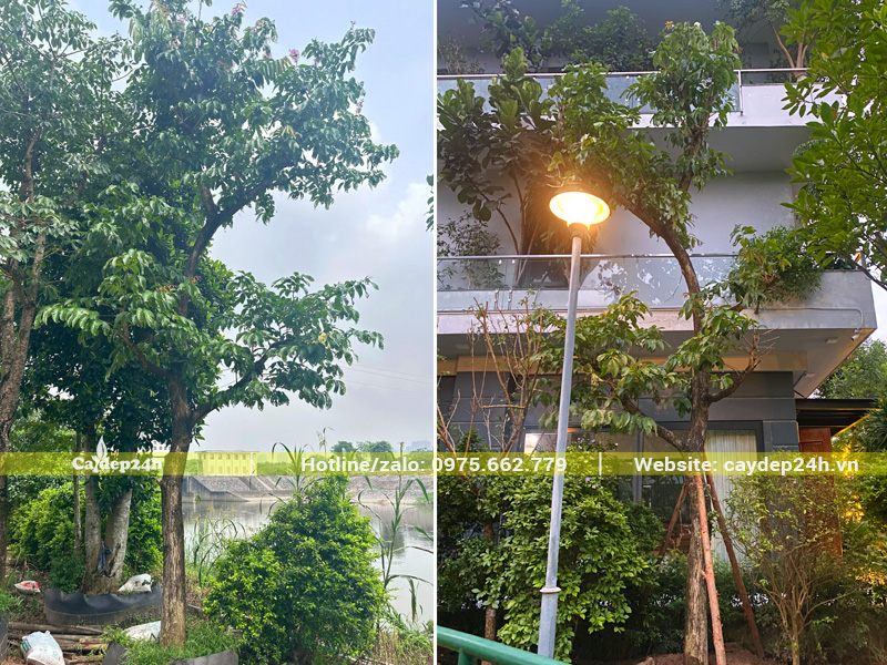 Cây bằng lăng cổ thụ đường kính gốc 25cm trồng sân vườn biệt thự