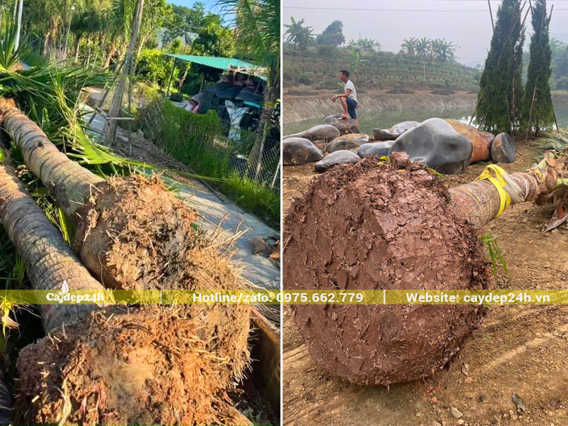Bầu rễ của cây dừa công trình là một khối rắn chắc