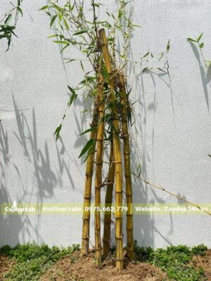 Bụi cây Tre Vàng mới trồng, có 5 thân cùng một khóm