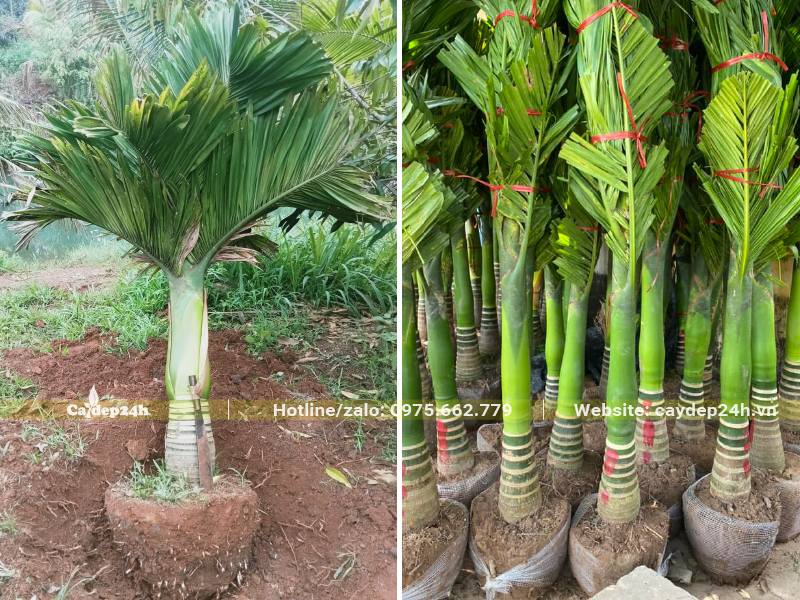 Bứng nóng cây Cau Vua lóng thân khoảng 20 - 30cm