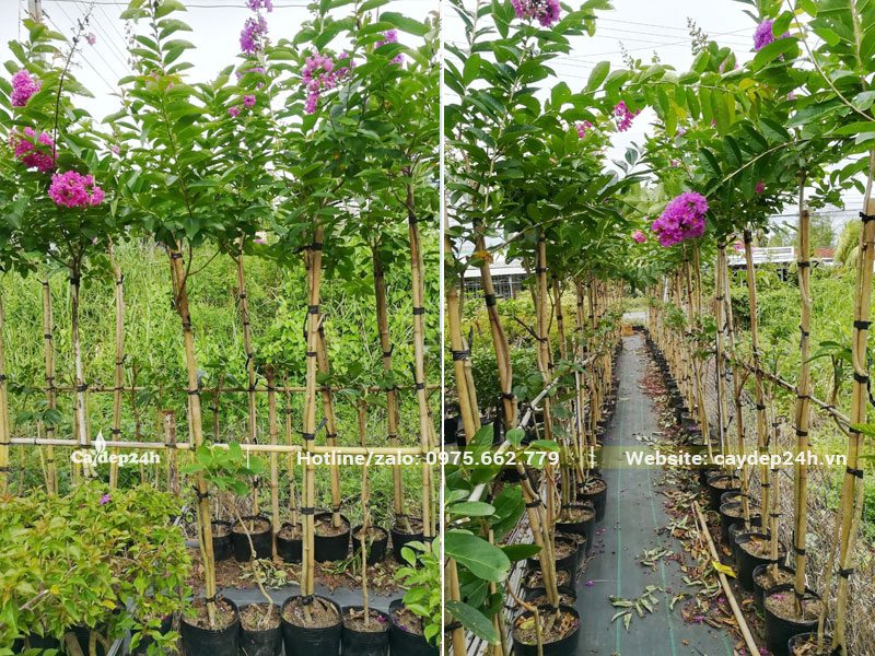Bằng Lăng Thái nguyên bầu đã bắt đầu trưởng thành và ra hoa