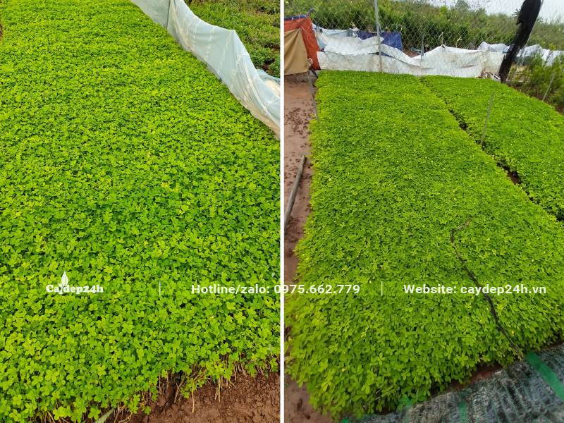 Luống cây Cỏ Lạc giống chiều cao khoảng 10 - 15cm tại nhà vườn