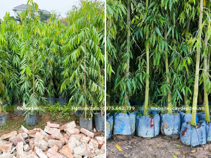 Hoàng Nam công trình, đk gốc 3cm vẫn đang dưỡng trong bầu