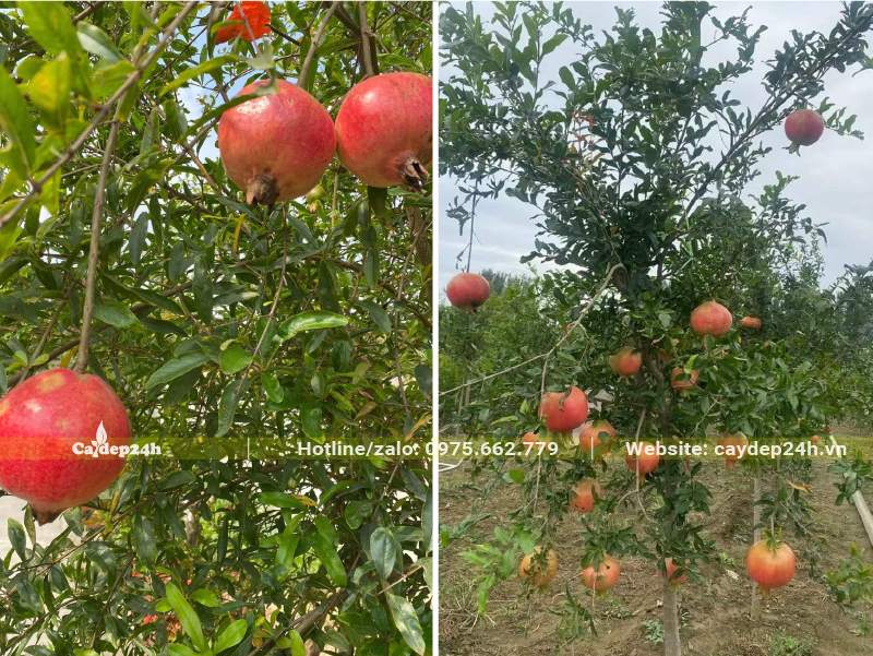 Vườn trồng cây Lựu kinh doanh đang đến mùa thu hoạch, quả đã chín hồng