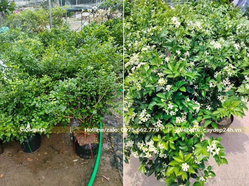 Vườn cây Nguyệt Quế mới tưới nước xong