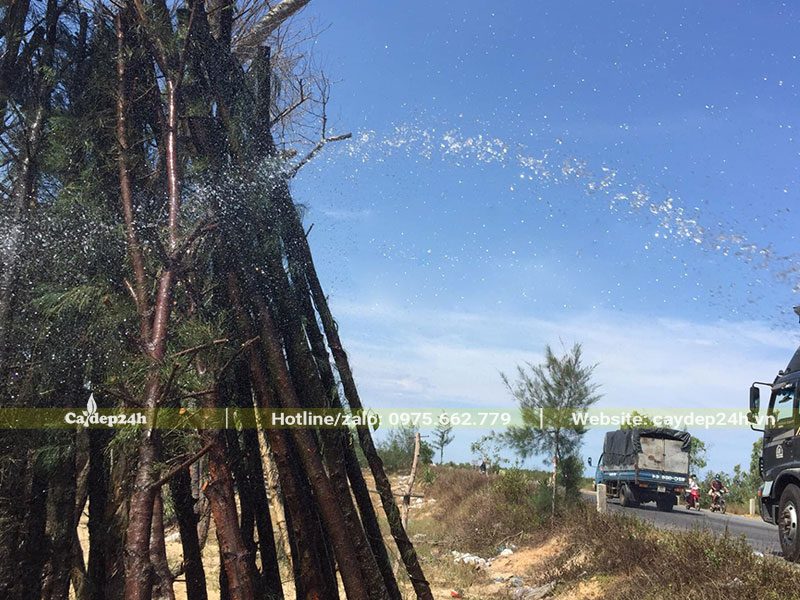 Cây Phi Lao mới dâm ủ, được tưới nước mỗi ngày