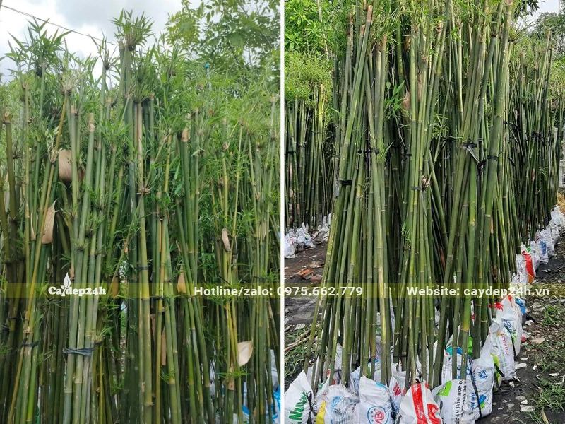 Cây dâm ủ trong bầu đất, không cần chăm sóc nhiều vẫn xanh tốt rất lâu