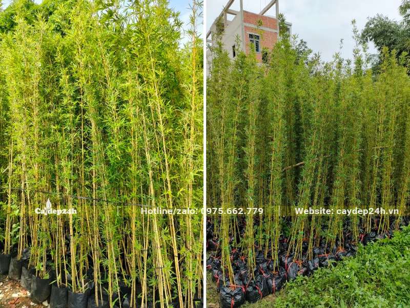Trúc Quân Tử cao 2,5 - 3m dưỡng sẵn trong bầu đất