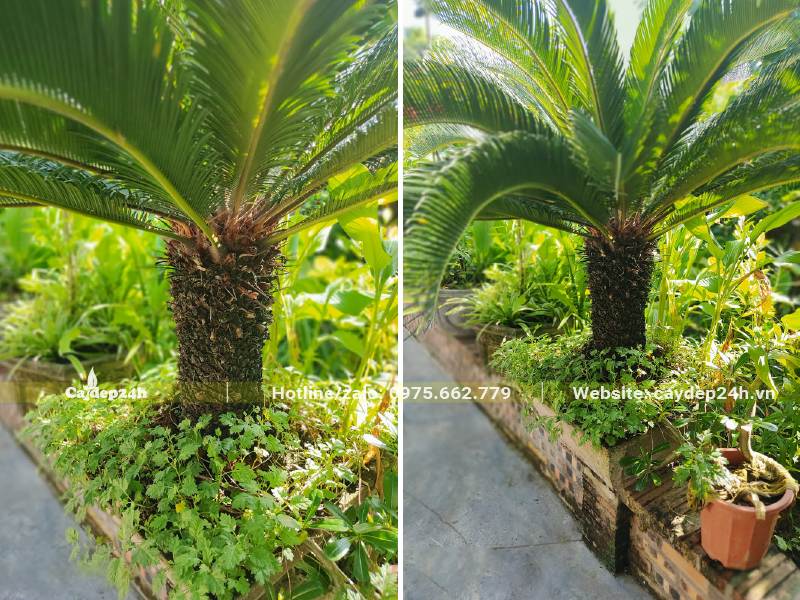 Cây Vạn Tuế trồng lâu năm được cắt tỉa đẹp